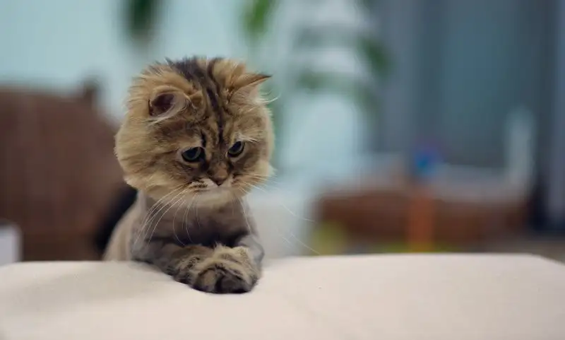 Cat-L-2.webp