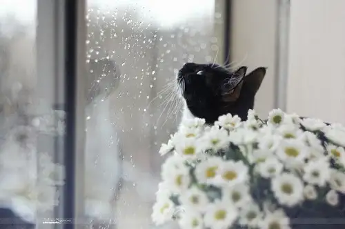 cat-rain-rainy-days-window-Favim.com-890671.webp