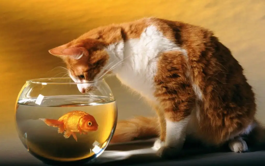 cat-watching-the-goldfish_398001.webp
