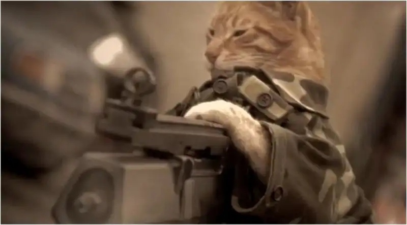 cat.webp