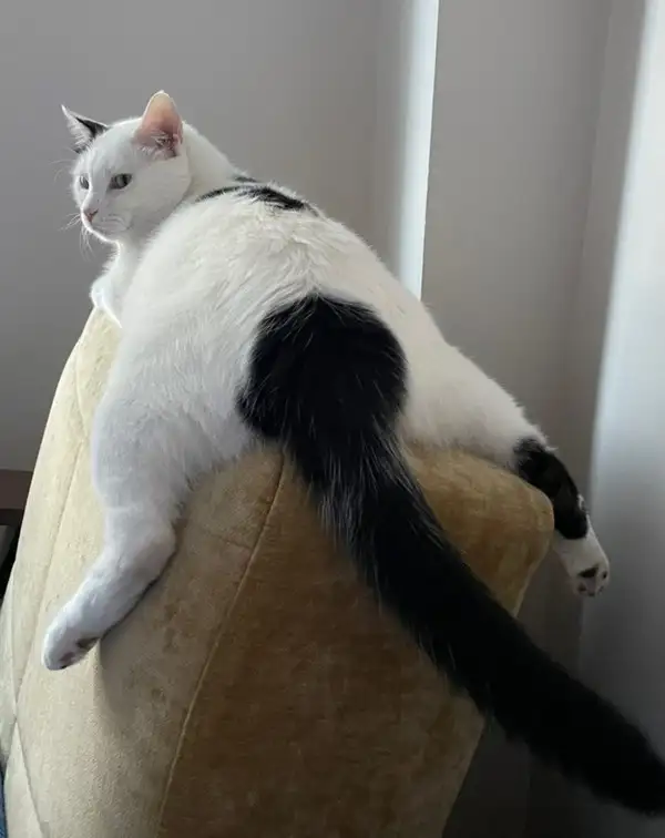 cat6 (1).webp