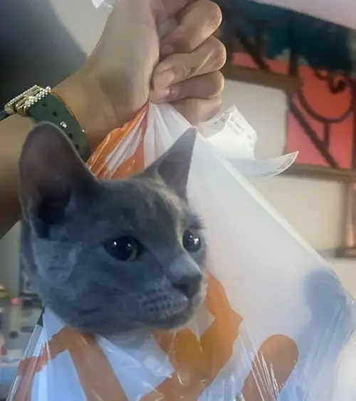 cat6 (2).webp