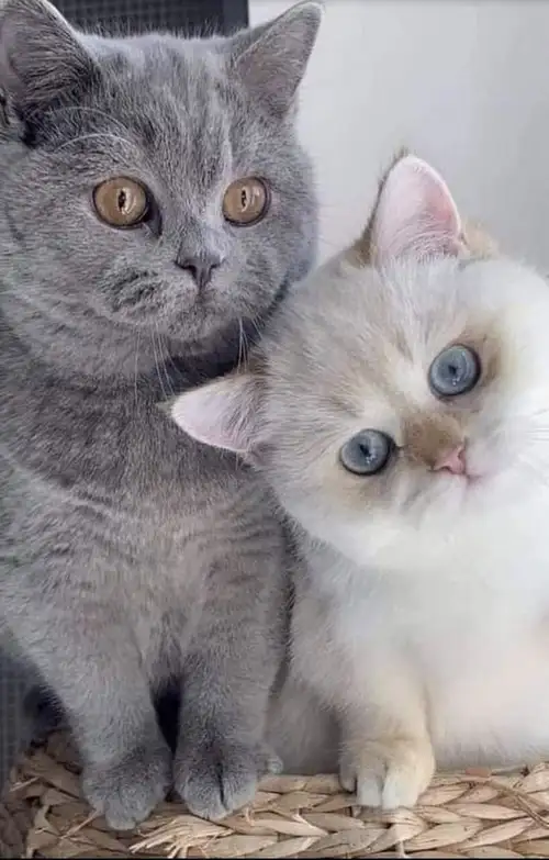 cat6 (4).webp