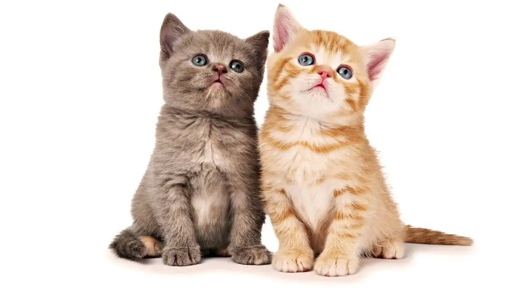 cat8.webp