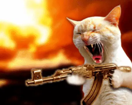 Cat_1.webp