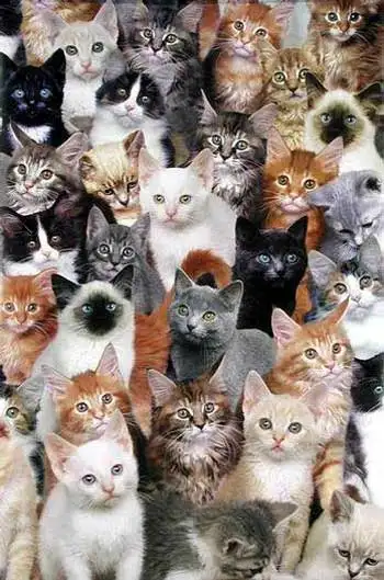 cat_pictures-cats1.webp