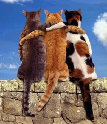 catfriends.webp