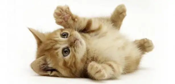 cati.webp