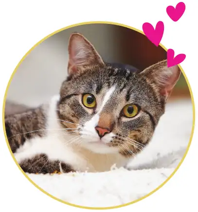 catlove-ex.webp