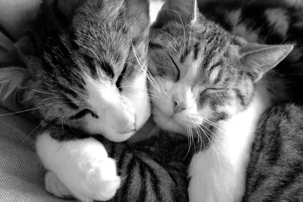 cats-hugging.webp