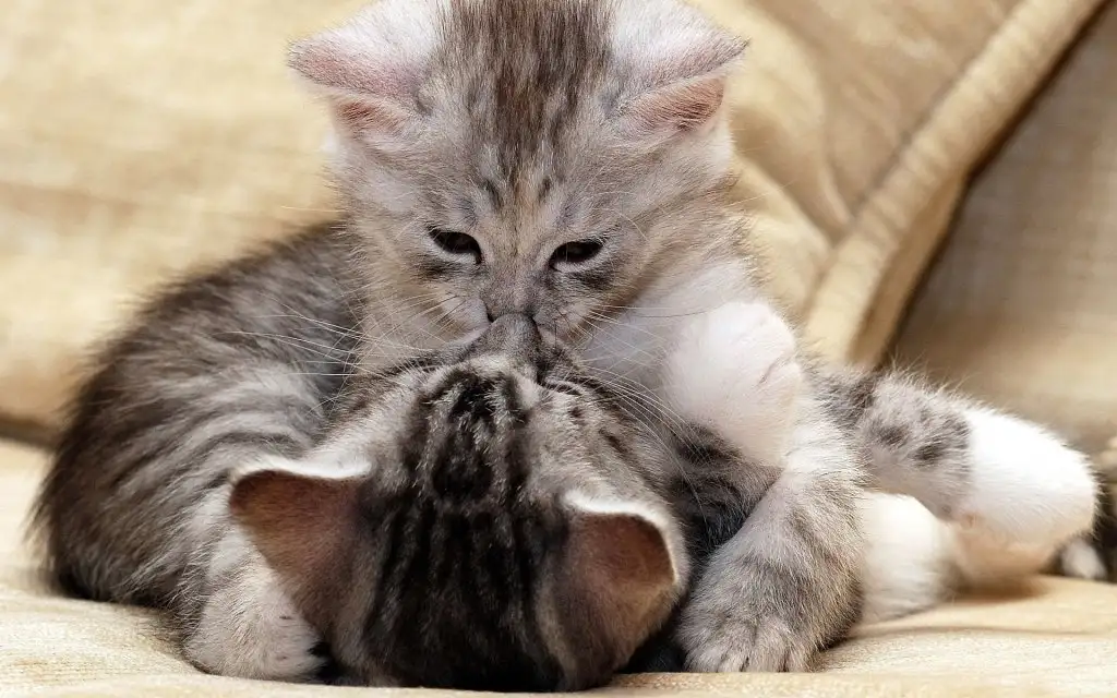 cats love.webp
