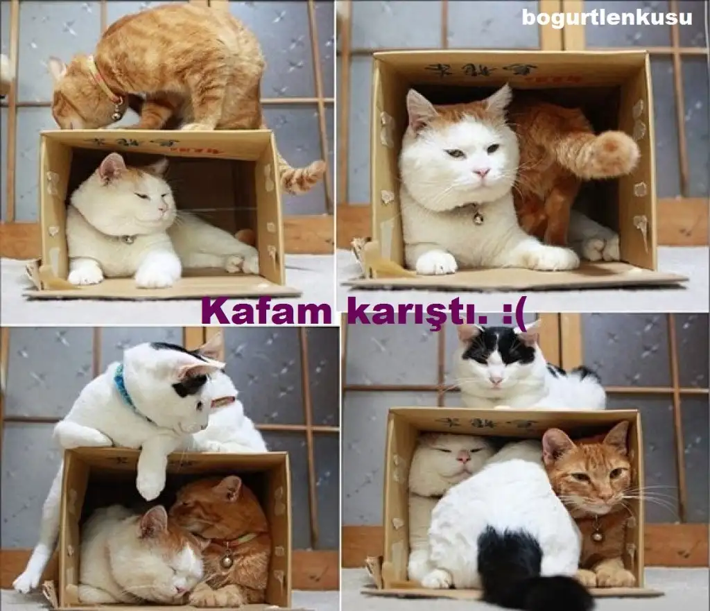 catss.webp
