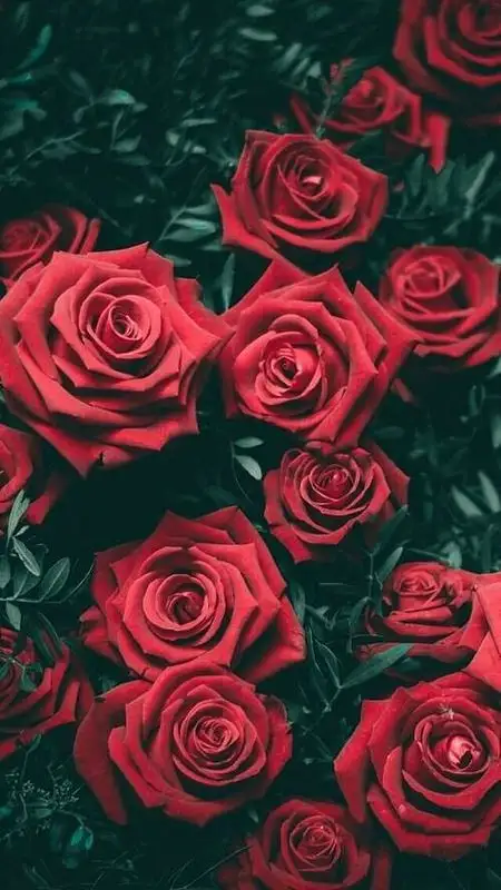 cd0f9d844d97a495e04bc00da0e6b670.webp
