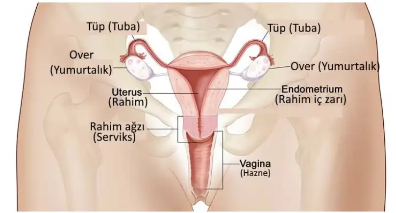 Vajina