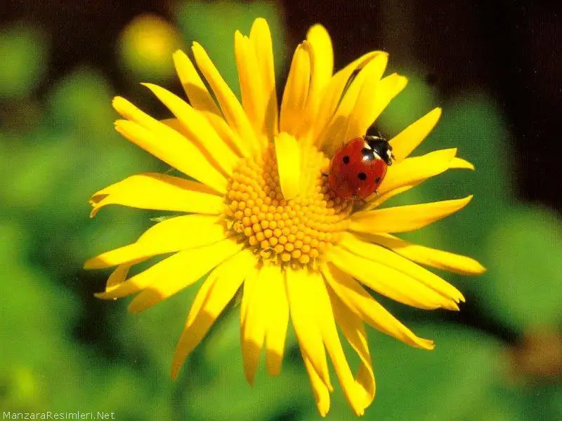 cicek-resimleri%20(46).webp