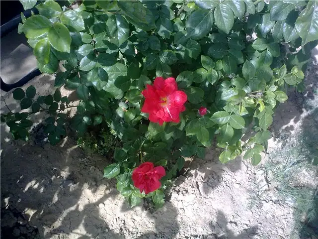cicek.webp