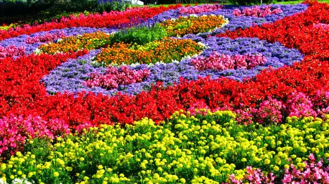 cicekler.webp