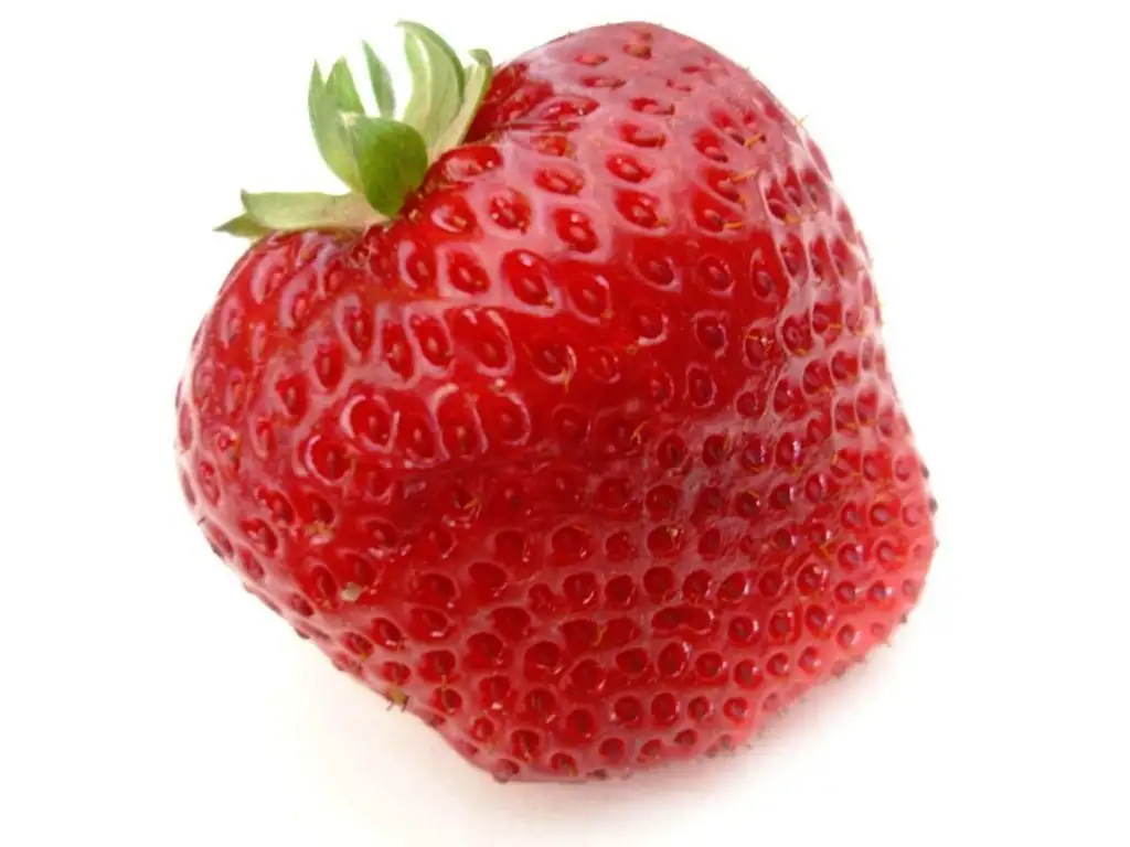 cilek_2.webp