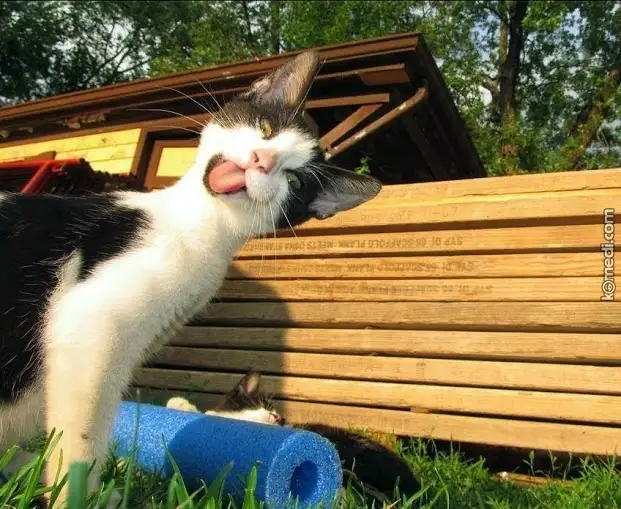 cilgin-kedi_o_4735.webp