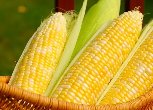 Çinko-açısından-çok-zengin-olan-mısır-özellikle-hücreler-için-çok-faydalıdır.-.webp