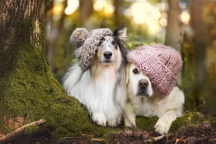 comp_Collie-Golden-Retriever__880.webp
