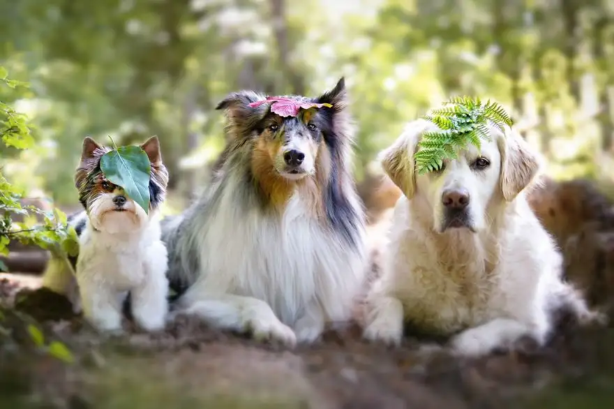 comp_DSC04635b-Fertig-ohne-Logo-Biewer-Yorkshire-Terrier-Collie-Golden-Retriever__880.webp
