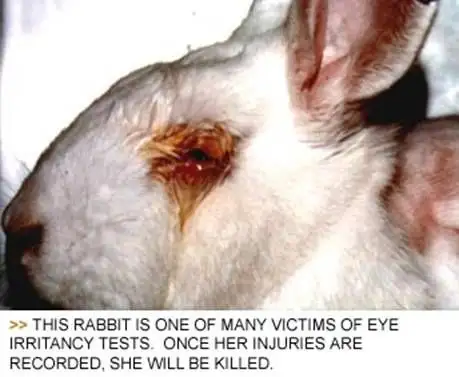 cosmetic_animal_testing_06.webp