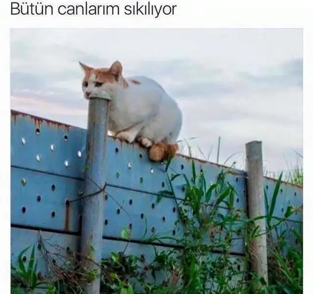 Coy0k_zXYAE6Y4T.webp