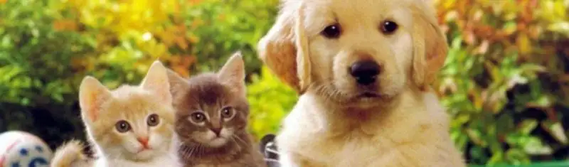 cropped-kedi-kopek-foto.webp
