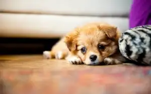 cute-brown-little-puppies-wallpaper-300x187.webp