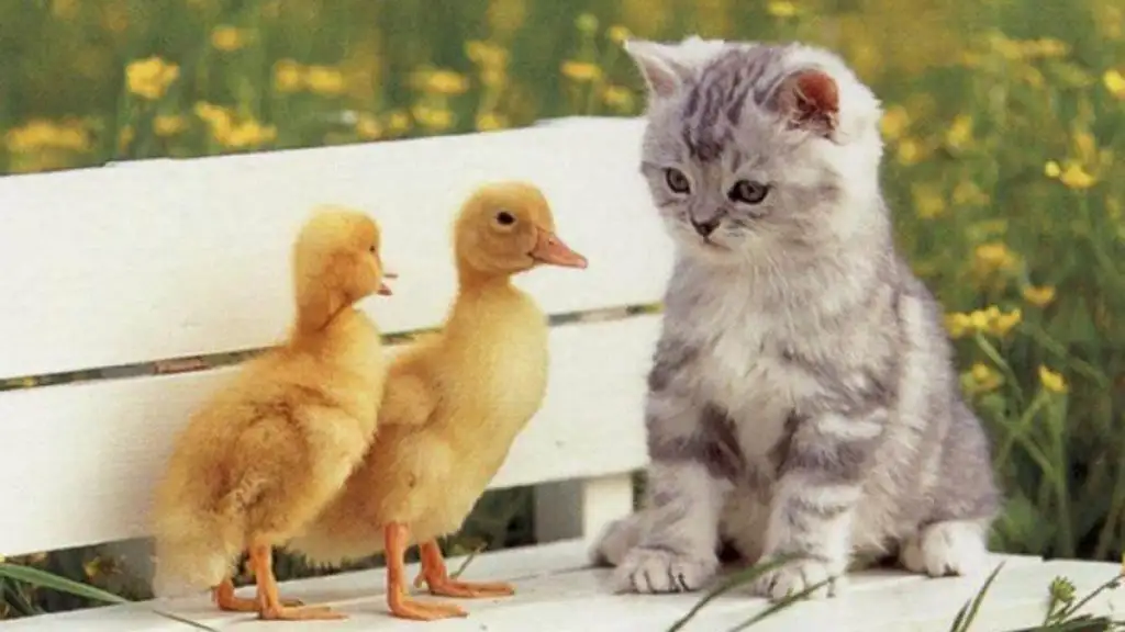 cute-cats-wallpapers-background-35.webp