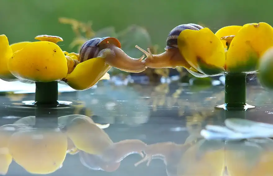 cute-kissing-animals-love-7__880.webp