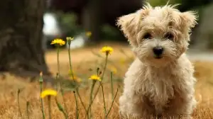 cute-little-dogs-300x168.webp