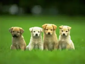 cute-little-dogs-wallpaper-300x225.webp