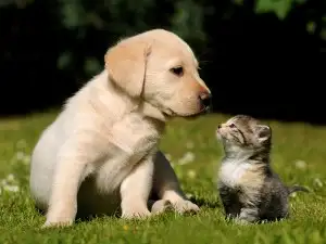 cute-little-kittens-and-puppies-300x225.webp