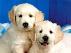 cute-little-puppies-300x225.webp