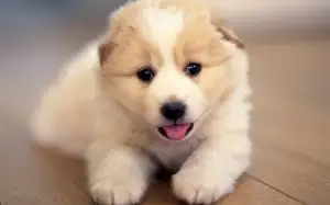 cute-little-puppies-wallpaper-for-mac-300x187.webp