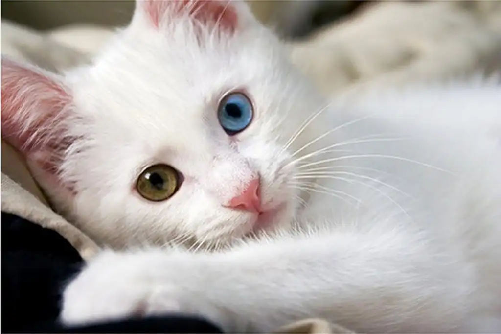 Cute-White-Cat-Android-Wallpapers.webp