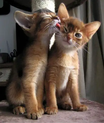 cute_kittens__5400894265.webp