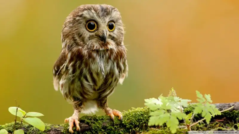 cute_owl-wallpaper-1024x576.webp