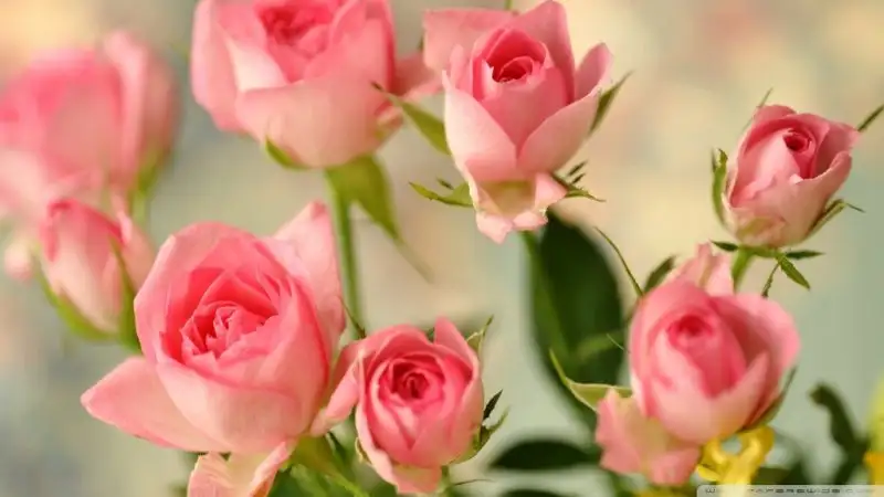 cute_pink_roses-wallpaper-1024x576.webp