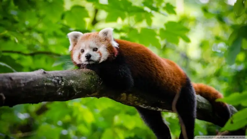 cute_red_panda-wallpaper-1024x576.webp