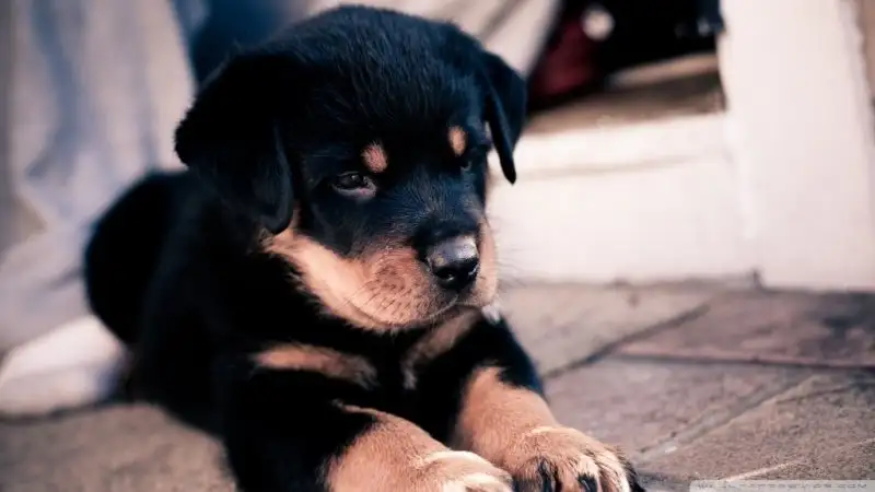 cute_rottweiler_puppy-wallpaper-1024x576.webp
