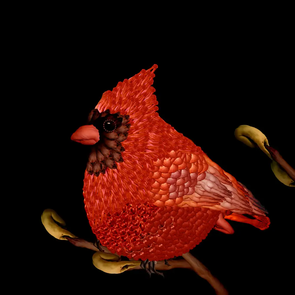 CW-Cardinal-1000.webp