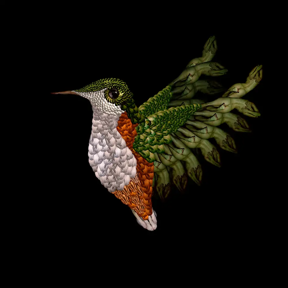 CW-Hummingbird-1000.webp