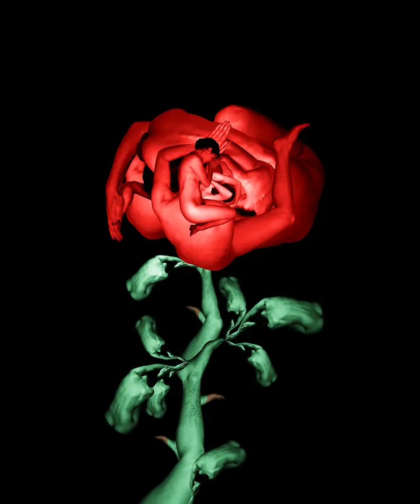 CW-Rose-1000.webp