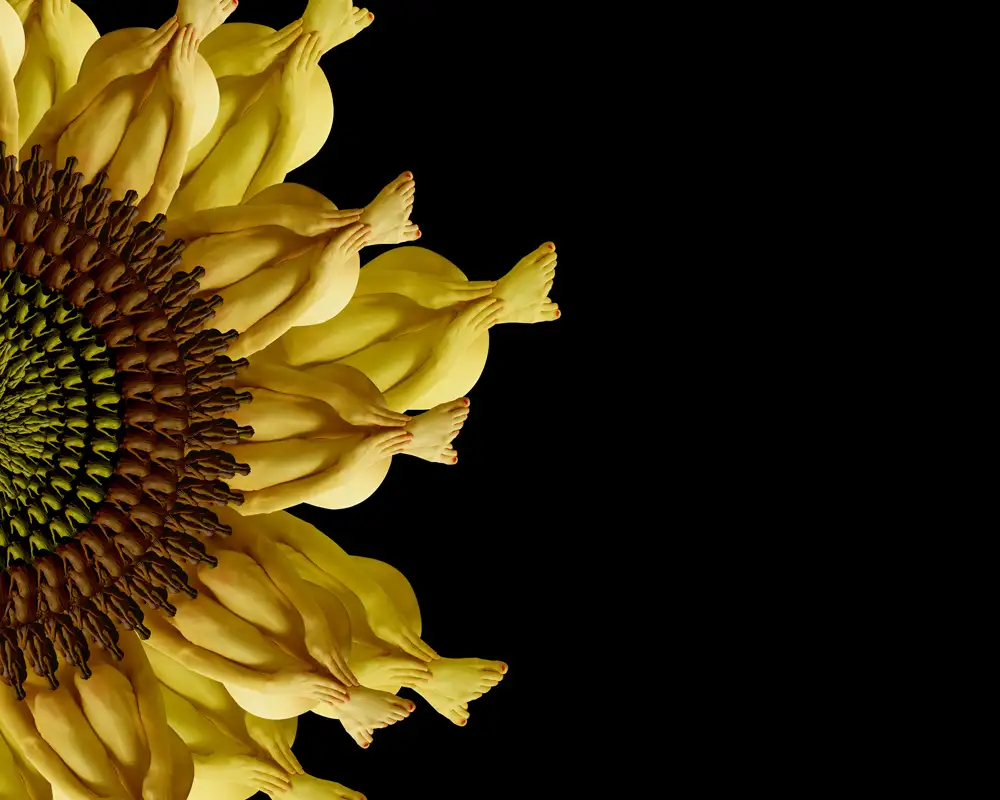 CW-Sunflower-1000.webp