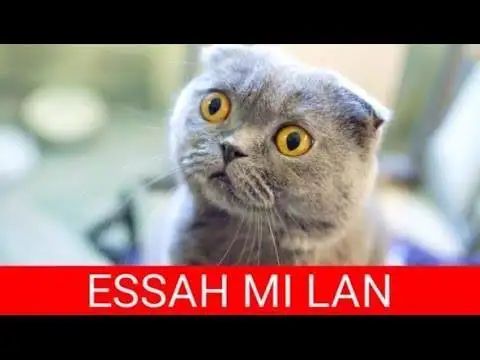 D1497588-028A-4C71-9275-84DD8FBAB271.webp
