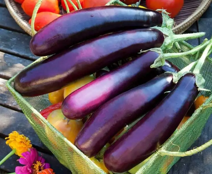d740a452e1f272fa9130b7f525c235bf----growing-eggplant.webp