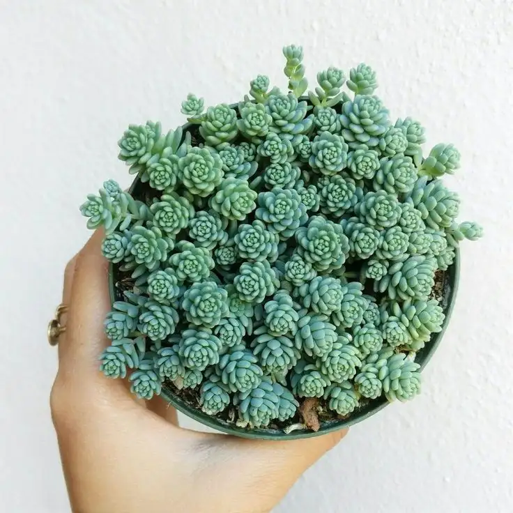 d75e7167e10e37f3c0aee6548176c716.webp